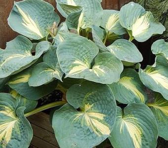 Hosta Funkia Dream Weaver