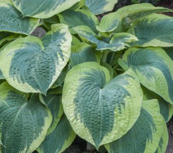 Hosta Funkia American Halo - Extra duża 26