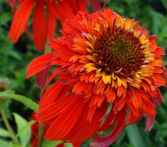 Jeżówka Echinacea Hot Papaya