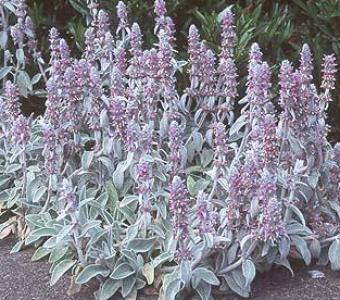 Czyściec wełnisty - SKALNIAK - Stachys byzantina