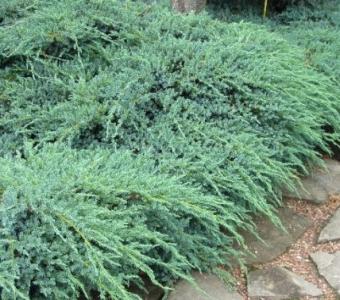 Jałowiec płóżący Blue Carpet  - Juniperus squamata