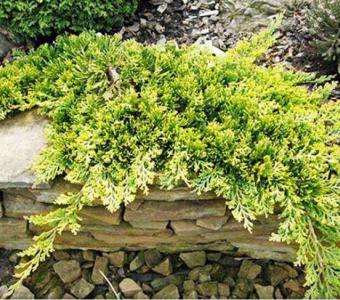 Jałowiec płożący Golden Carpet - Juniperus horizontalis