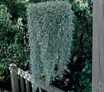 Dichondra Silver Falls 26