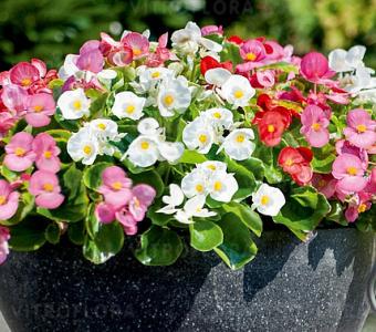 Begonia Stale kwitnąca Mix 26