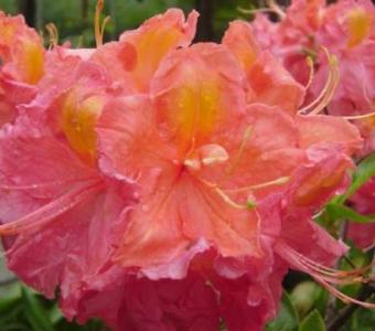 Azalia wielkokwiatowa Juanita