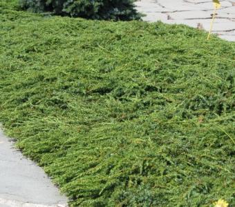 Jałowiec pospolity Green Carpet - Juniperus communis 