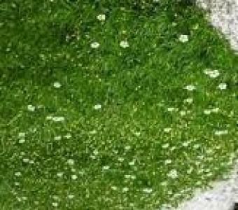 Karmnik Ościsty - Sagina subulata