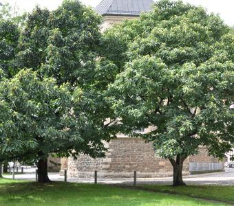 Kasztan jadalny - Castanea sativa