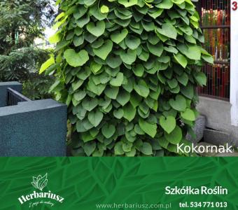 Kokornak wielkolistny