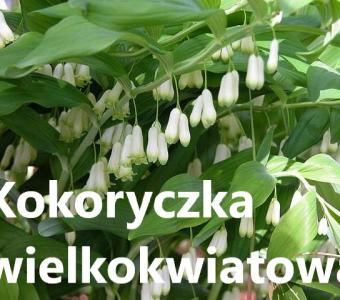 Kokoryczka wielkokwiatowa