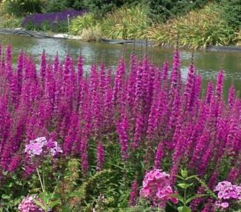 Krwawnica pospolita Robert - Lythrum salicaria