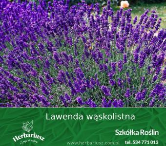 Lawenda wąskolistna Ellegance Purple - kompaktowa - Lavandula angustifolia
