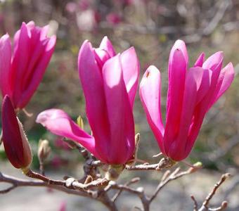 Magnolia LITTLE GEISHA - Miniaturowa