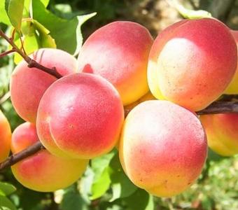 Morela Early Orange 