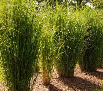 Proso rózgowate Northwind - Panicum virigatum 26