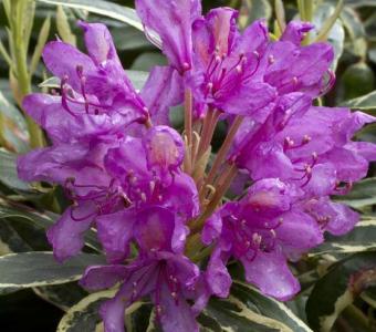 Rhododendron Variegatum 26