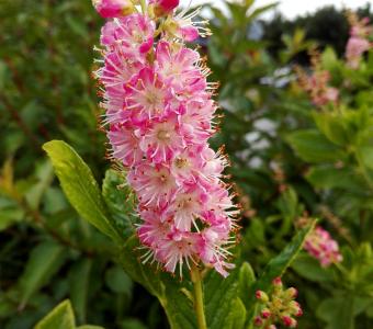 Orszelina olcholistna Pink Spike