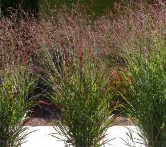 Proso rózgowate Panicum virgatum - Warrior