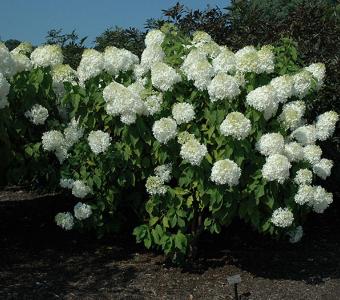 Hortensja bukietowa  Phantom - Na pniu 70-120cm 26