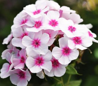 Floks Płomyk wiechowaty Flame® Pro Soft Pink - Phlox paniculata