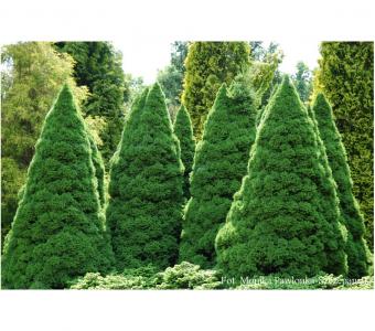 Świerk biały Conica - Picea glauca