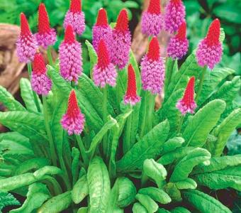 Primula Pierwiosnek storczykowaty Vialii