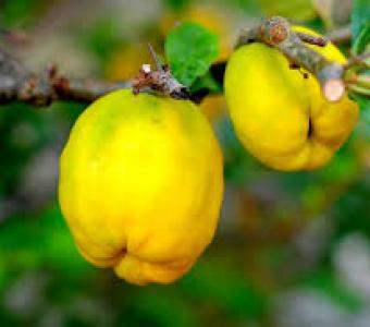 Pigwowiec japoński Fire Dance - Chaenomeles japonica 26