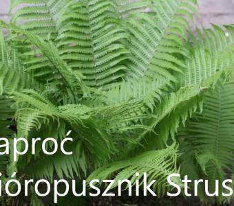 Paproć Pióropusznik Strusi