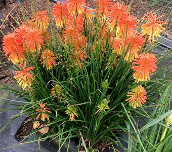 Trytoma groniasta Kniphofia Poco Daybreak