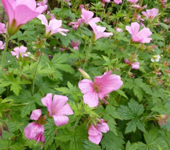 Bodziszek Endressa 'Wargrave Pink'