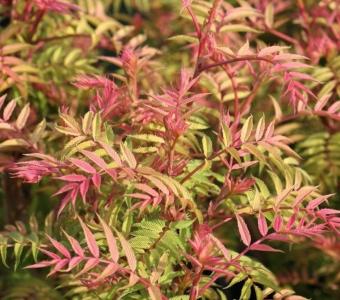 Tawlina jarzębolistna Sem - Sorbaria sorbifolia 