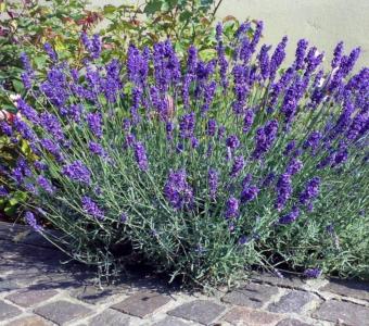Lawenda wąskolistna Hidcote Compact