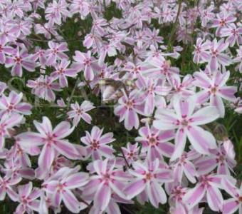 Floks Phlox Płomyk szydlasty - Biało-Różowy