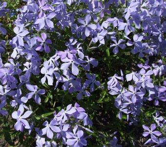 Floks Phlox kanadyjski CHATTAHOOCHEE