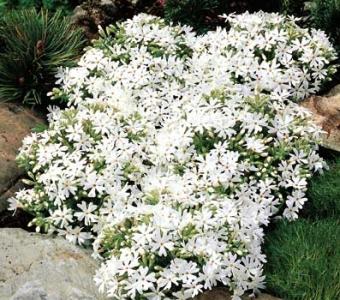 Floks Phlox Płomyk szydlasty - Delight Biały
