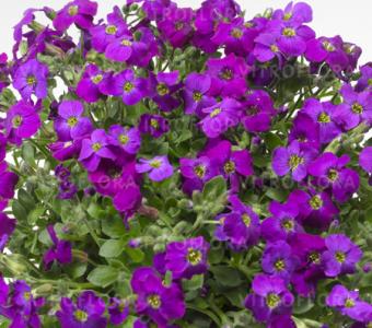 Żagwin ogrodowy Purple Shades - Aubrieta Cultorum
