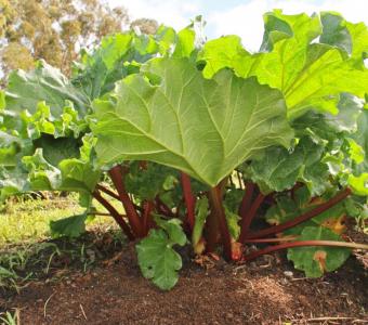 Rabarbar malinowy Goliath 26