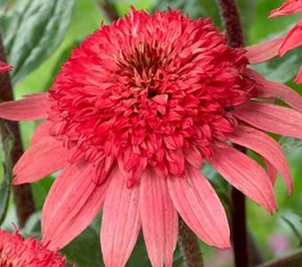 Jeżówka Echinacea Raspberry Truffle 