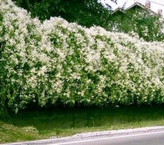 Rdest Auberta Fallopia Aubertii