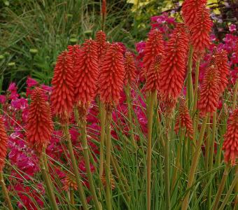  Trytoma groniasta Kniphofia Redhot Popsicle 