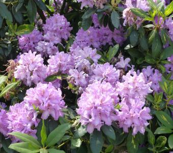 Rhododendron Różanecznik Catawbiense Boursault 26