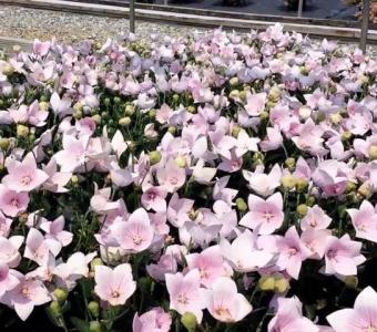 Rozwar Platycodon wielkokwiatowy Astra Rose