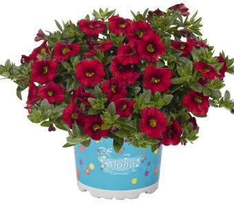 Calibrachoa 26