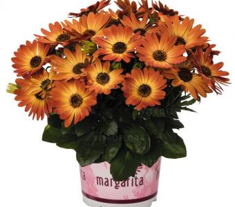 Stokrotka afrykańska Osteospermum 26