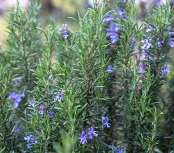 Rozmaryn lekarski -  Rosmarinus officinalis  26