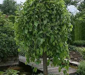 Morwa biała Pendula - Szczepiona 180cm