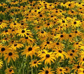 Rutbekia LIttle Goldstar -  Rudbeckia fulgida - Miniaturowa 26