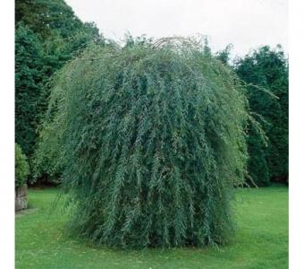 Wierzba purpurowa Pendula - Szczepiona 120-150cm