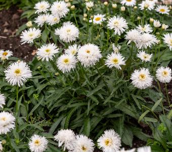  Złocień Margaretka Jastrun Sante - Leucanthemum vulgare 