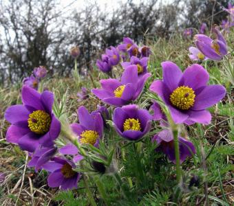Sasanka zwyczajna Blue Violet Shades - Fioletowa